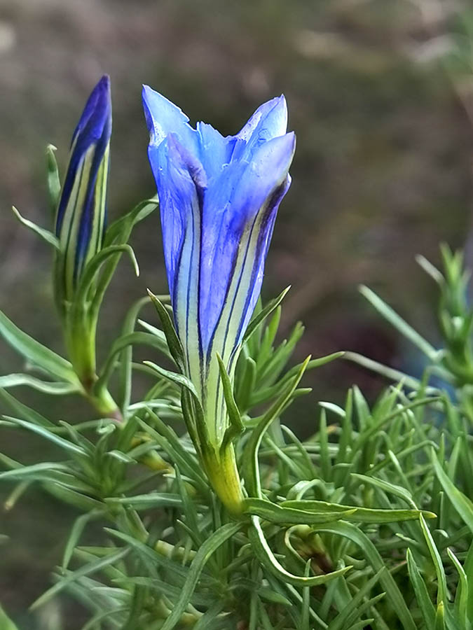 Gentiana sino-ornata 4